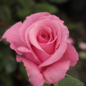 Trandafir cu parfum intens - Kanizsa